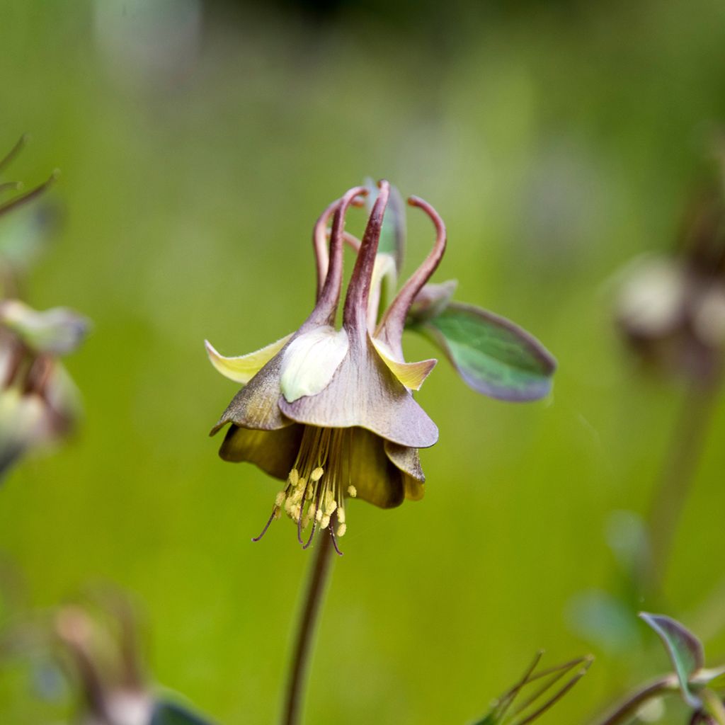 Dahurianakileija - Aquilegia viridiflora