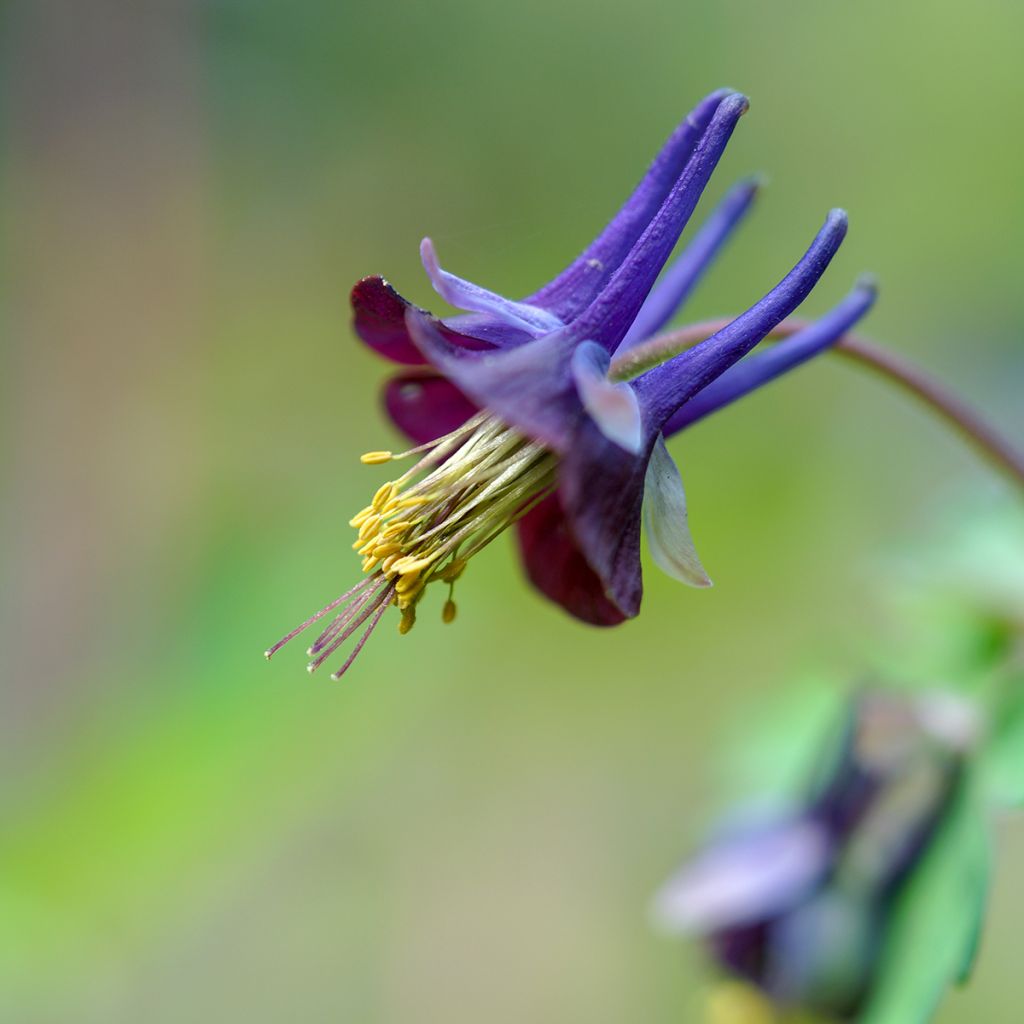 Dahurianakileija - Aquilegia viridiflora