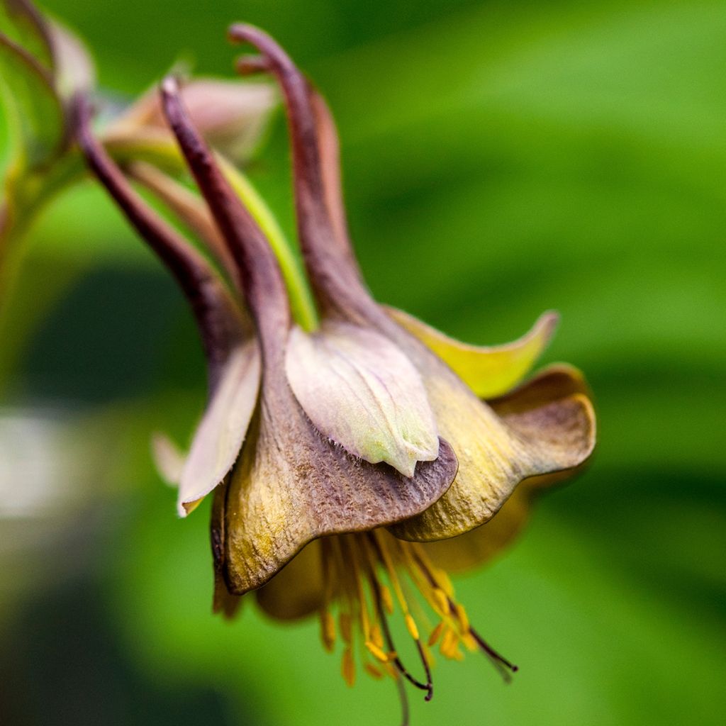 Dahurianakileija - Aquilegia viridiflora