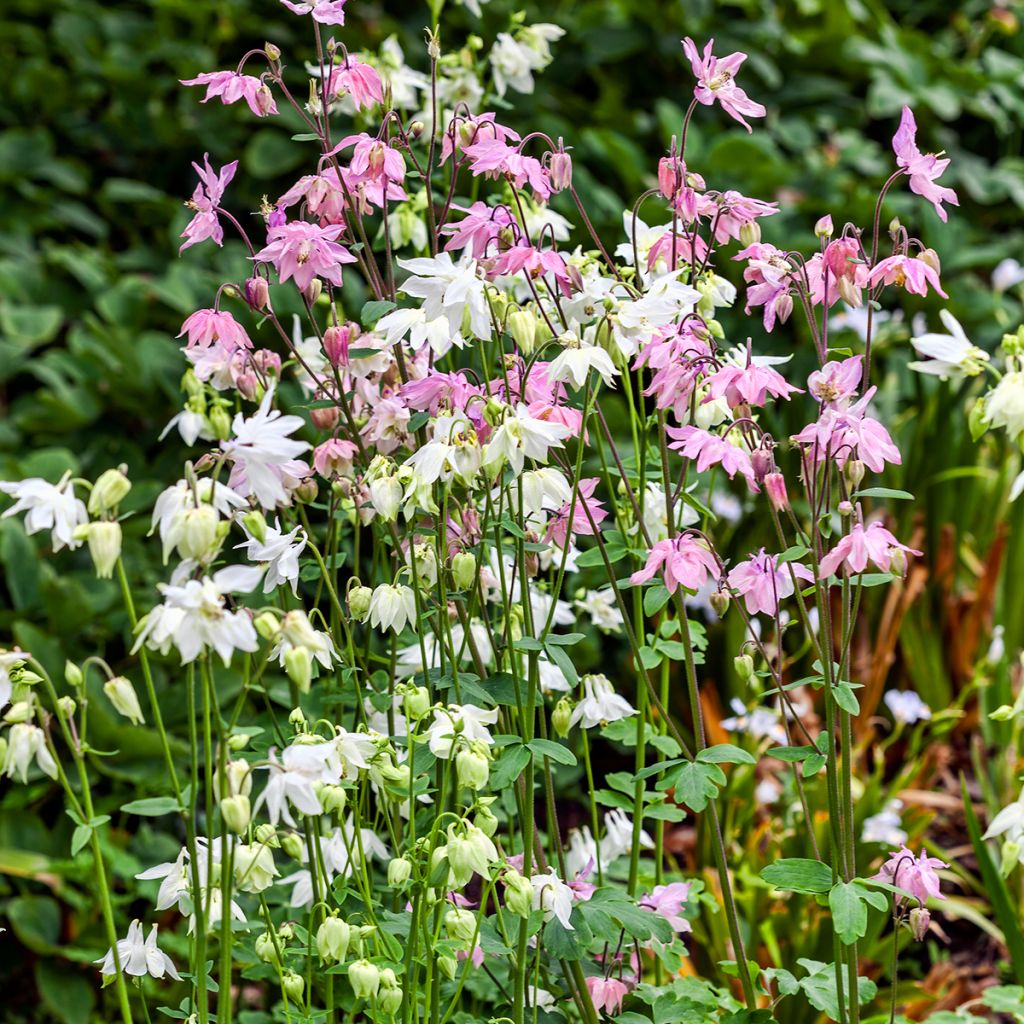Akileija Munstead White