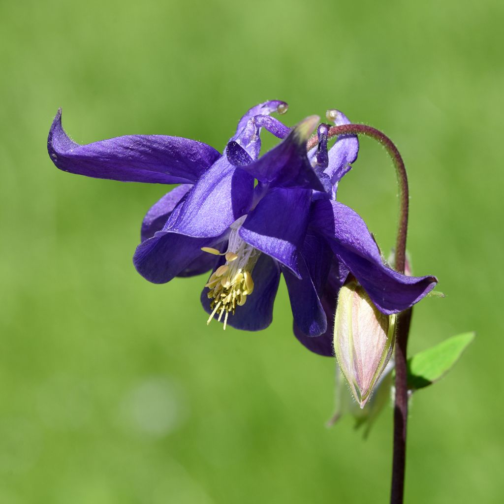 Lehtoakileija - Aquilegia vulgaris