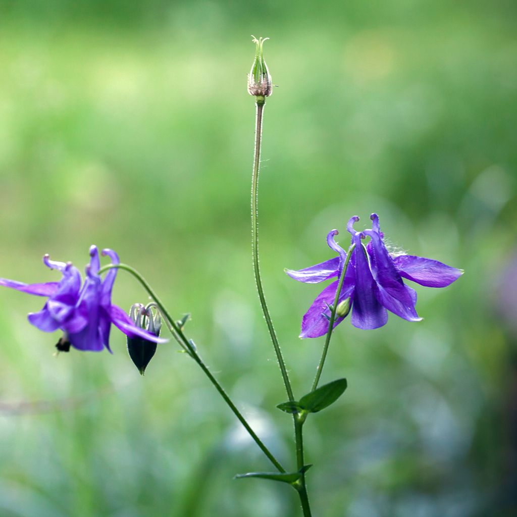 Lehtoakileija - Aquilegia vulgaris