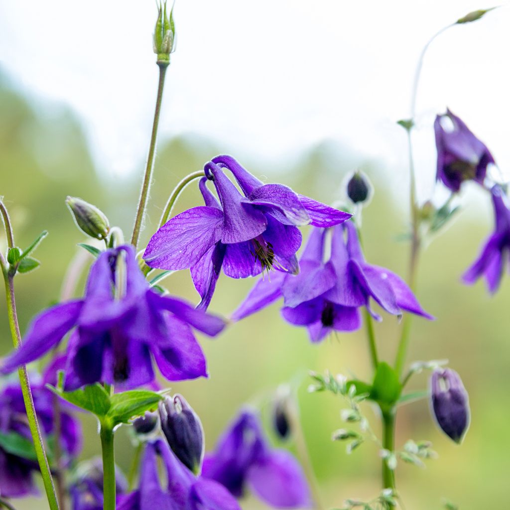 Lehtoakileija - Aquilegia vulgaris