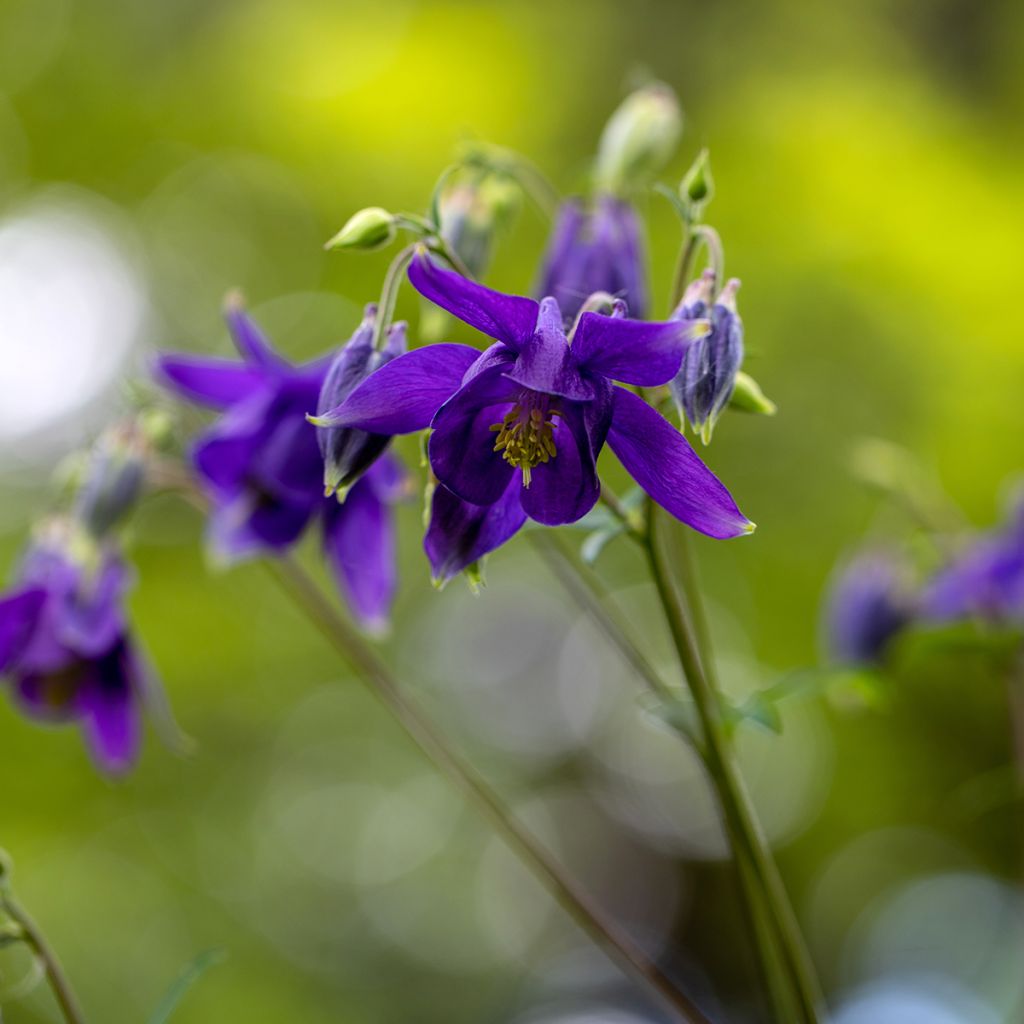 Lehtoakileija - Aquilegia vulgaris