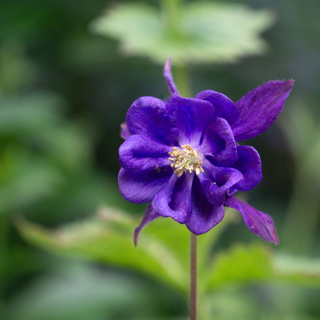 Lehtoakileija - Aquilegia vulgaris