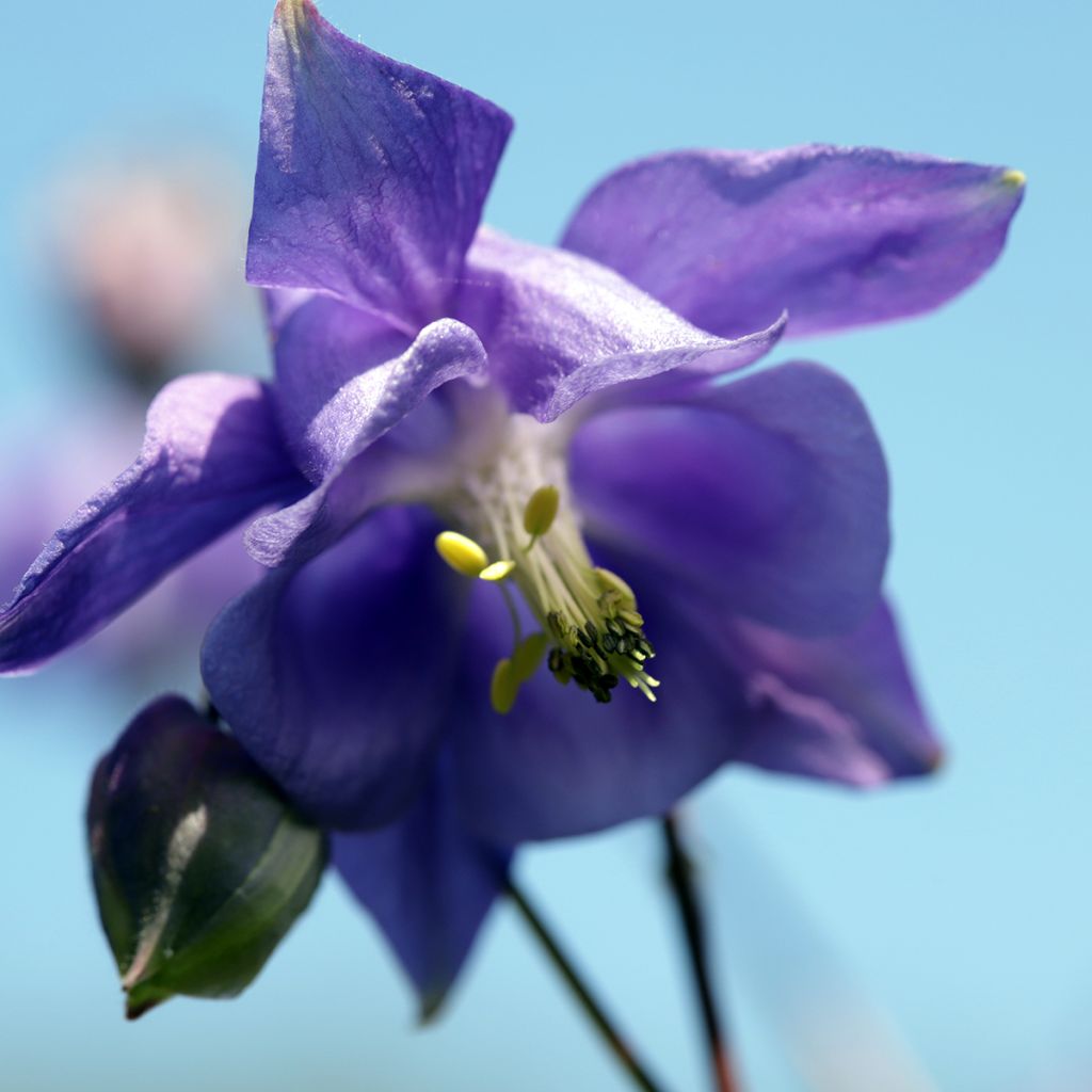 Lehtoakileija - Aquilegia vulgaris
