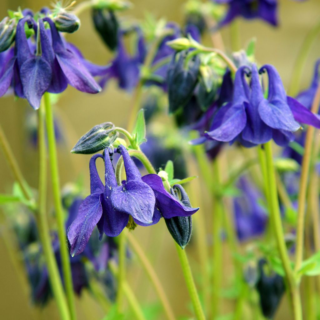Lehtoakileija - Aquilegia vulgaris