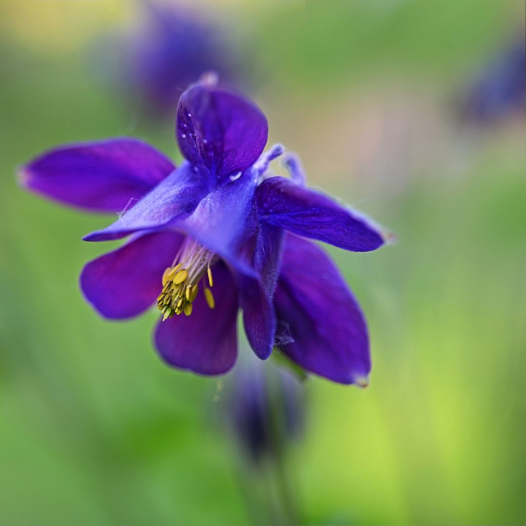 Lehtoakileija - Aquilegia vulgaris