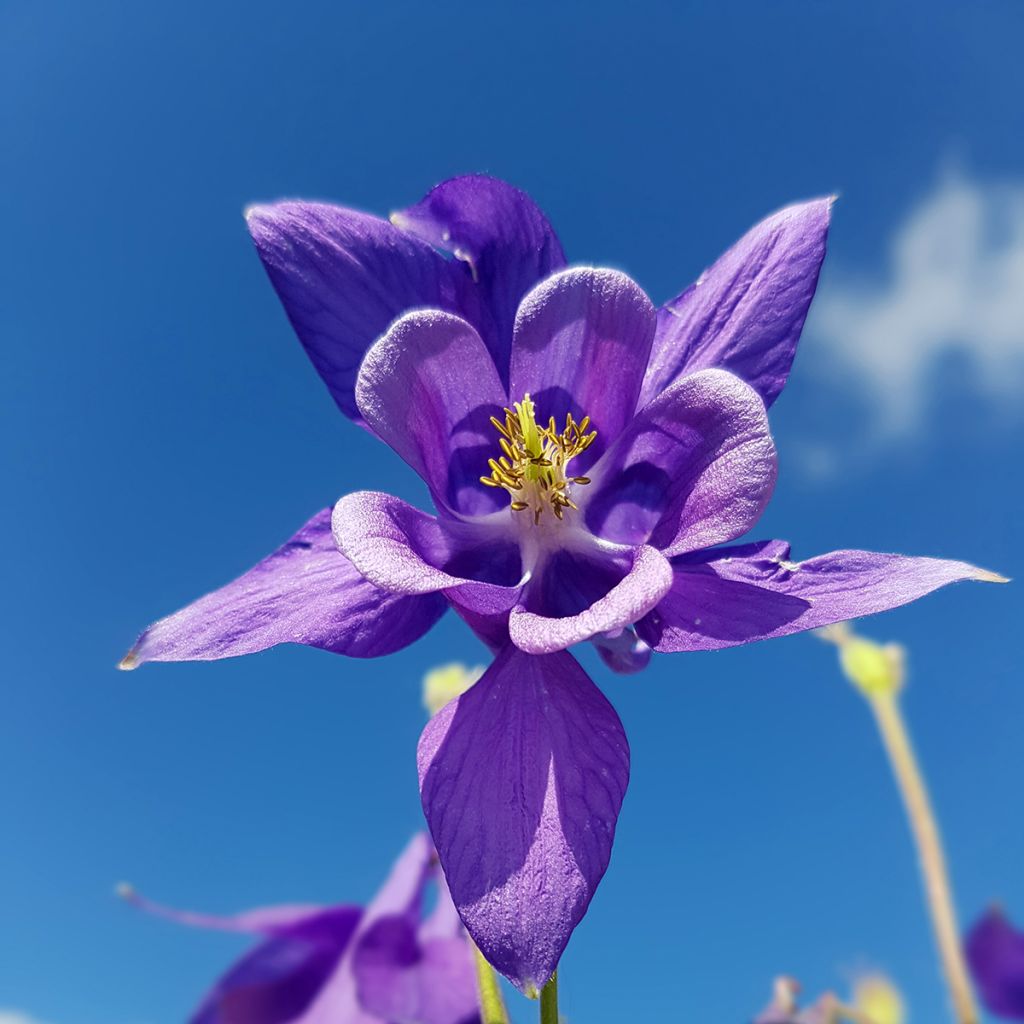Lehtoakileija - Aquilegia vulgaris