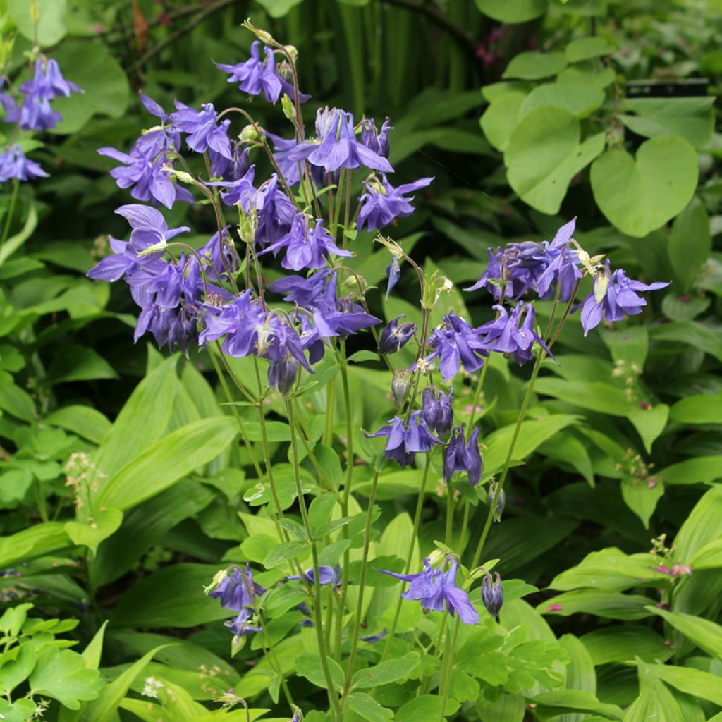 Lehtoakileija - Aquilegia vulgaris