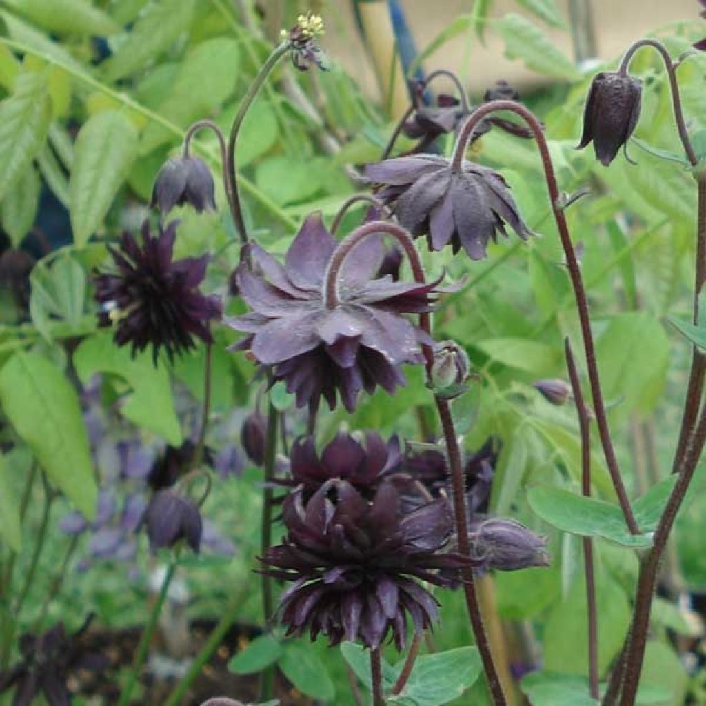 Lehtoakileija var. stellata Black Barlow