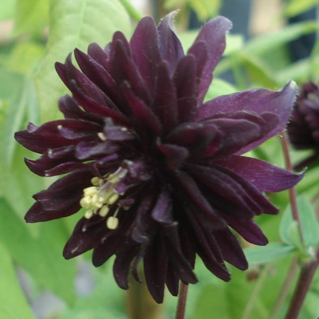 Lehtoakileija var. stellata Black Barlow