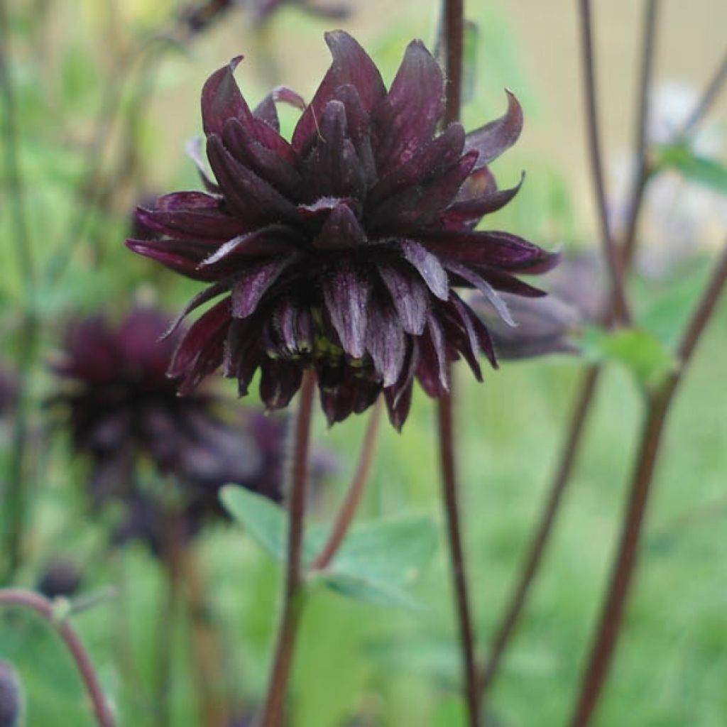Lehtoakileija var. stellata Black Barlow