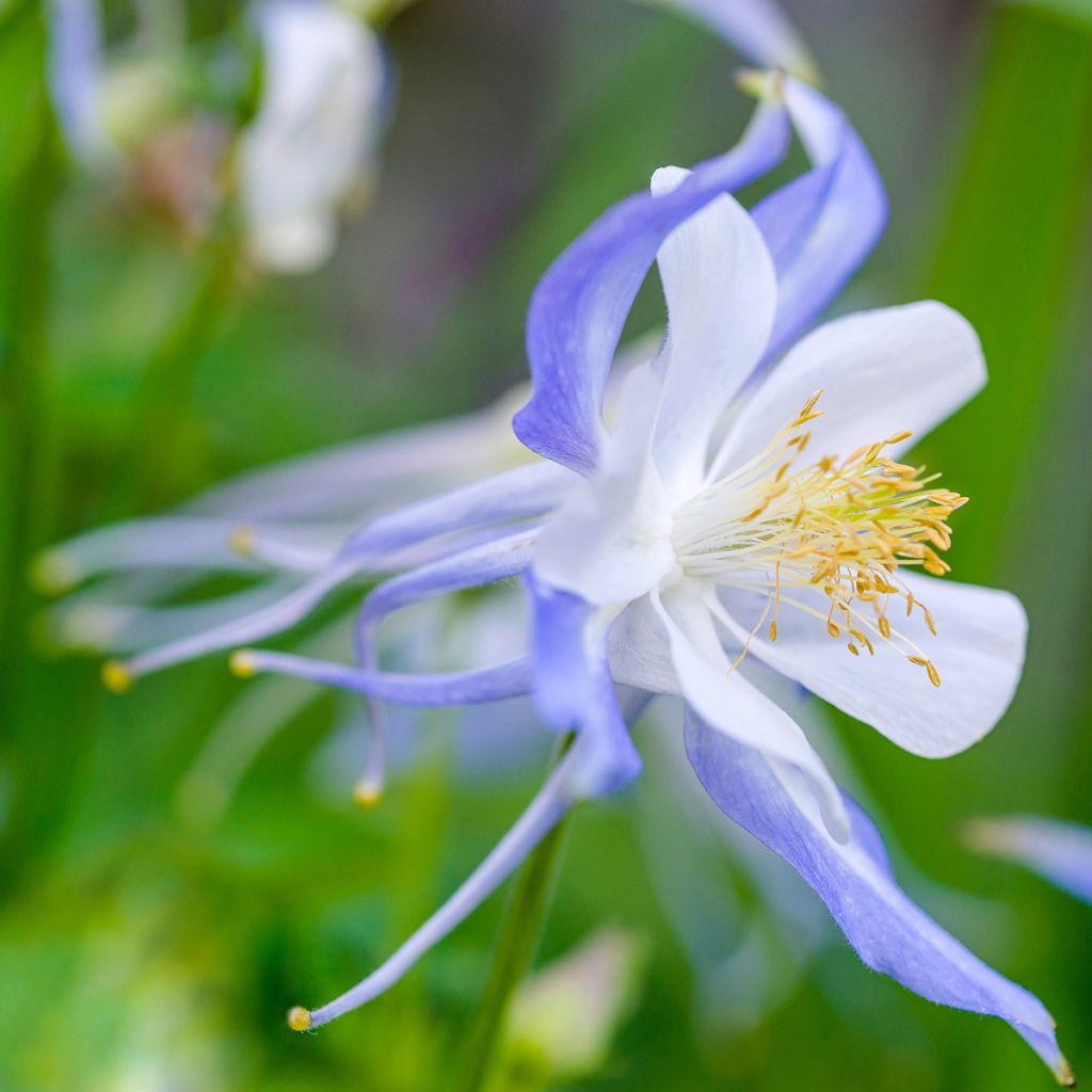 Lehtoakileija Blue Star