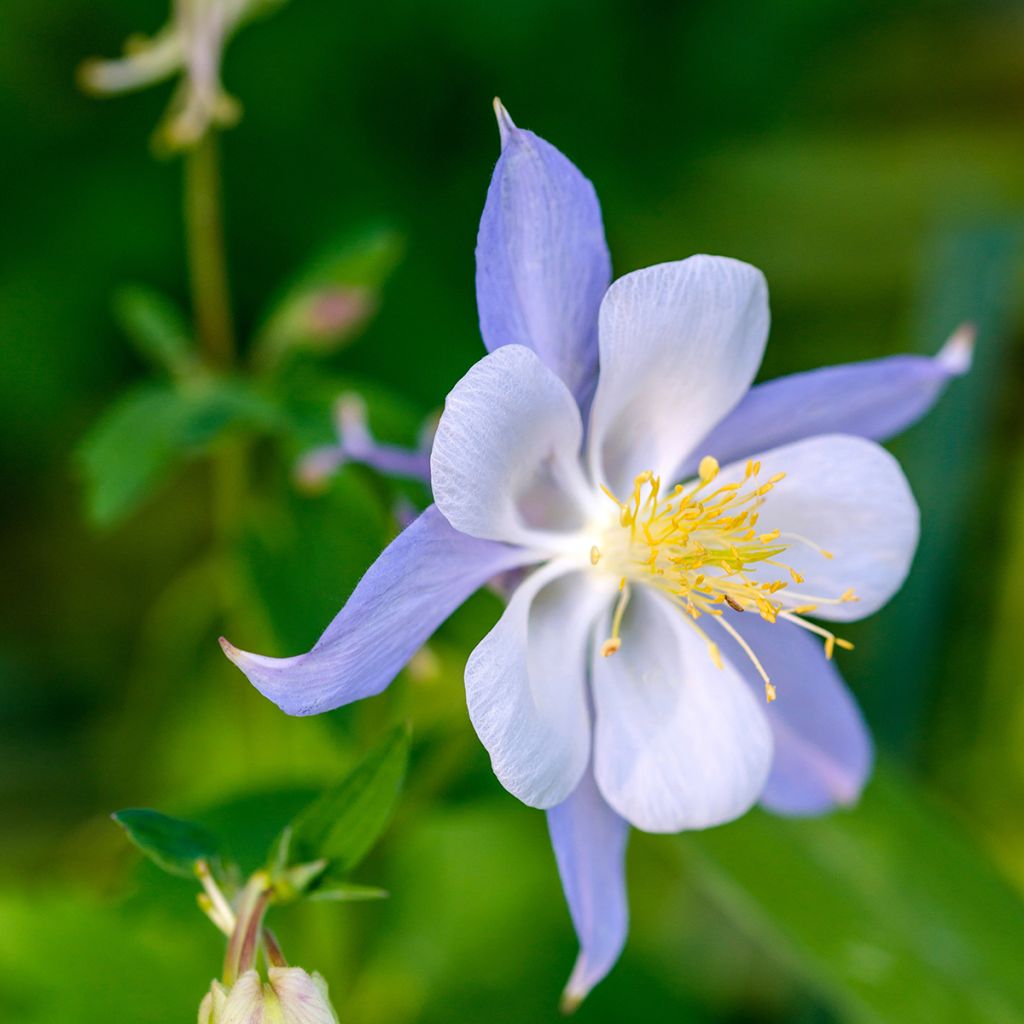 Lehtoakileija Blue Star