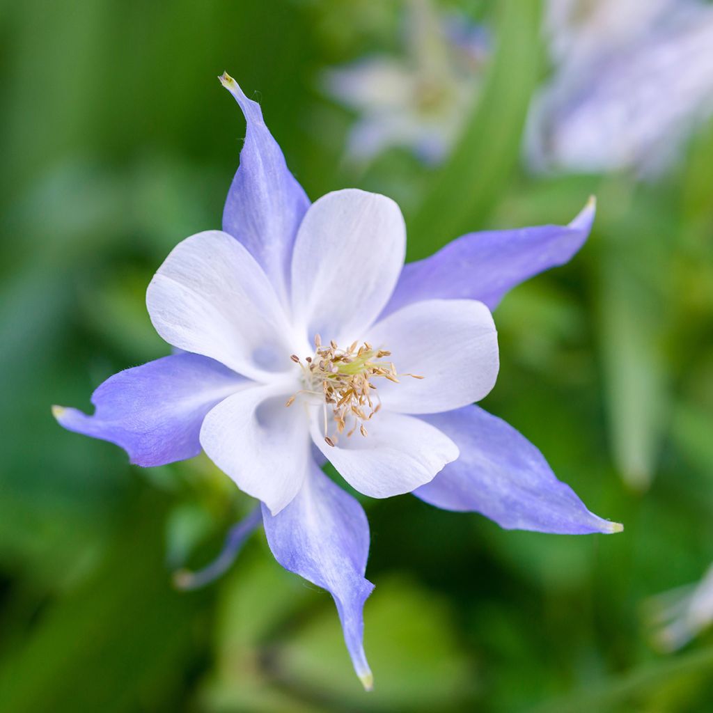 Lehtoakileija Blue Star