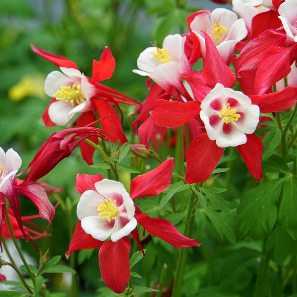 Lehtoakileija Crimson Star