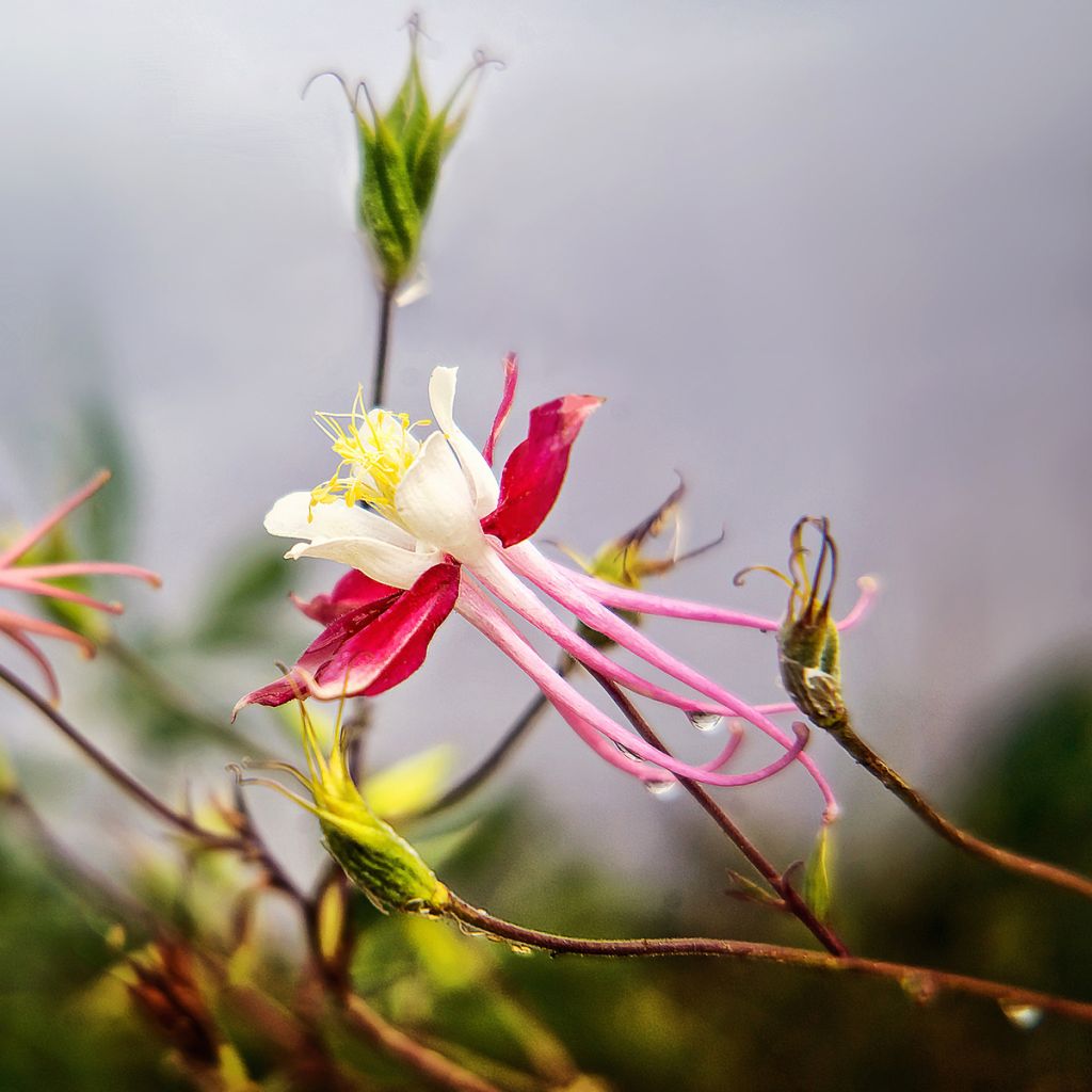 Lehtoakileija Crimson Star