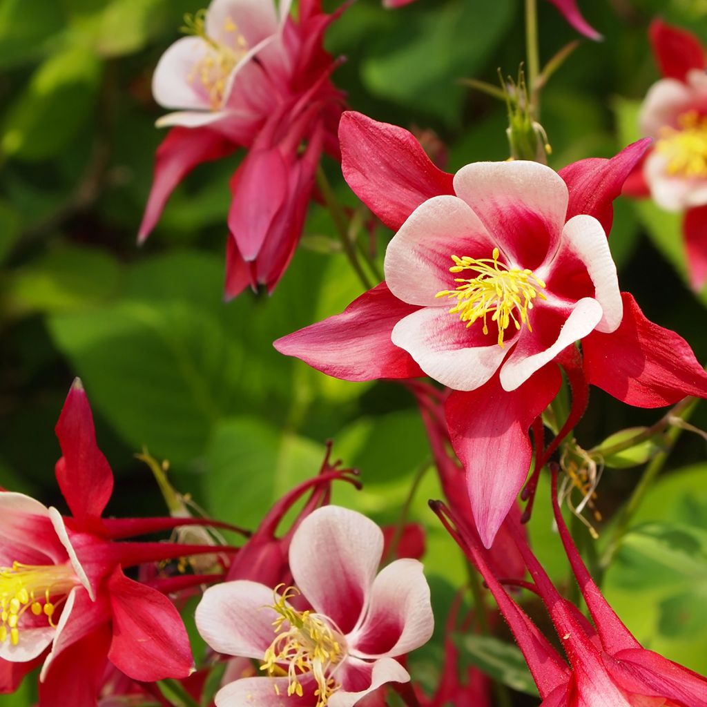 Lehtoakileija Crimson Star