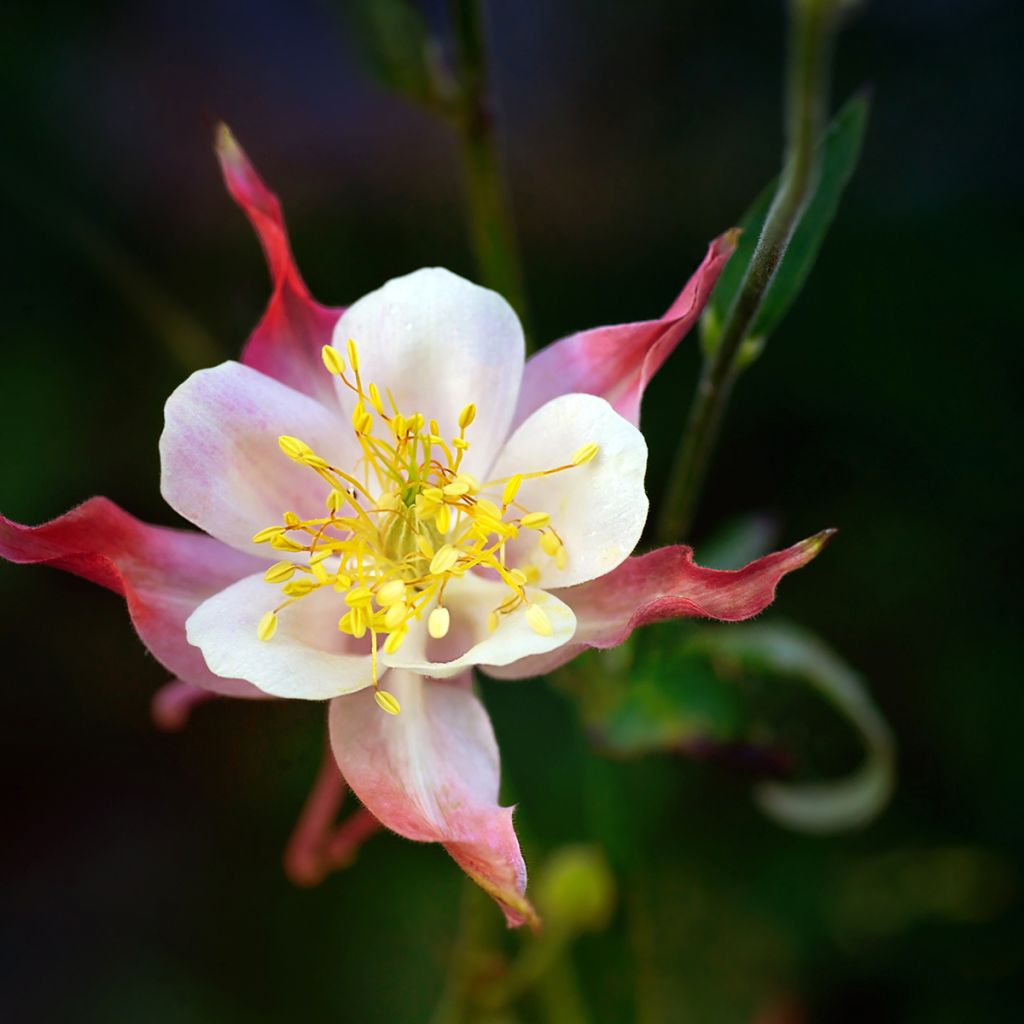 Lehtoakileija Crimson Star
