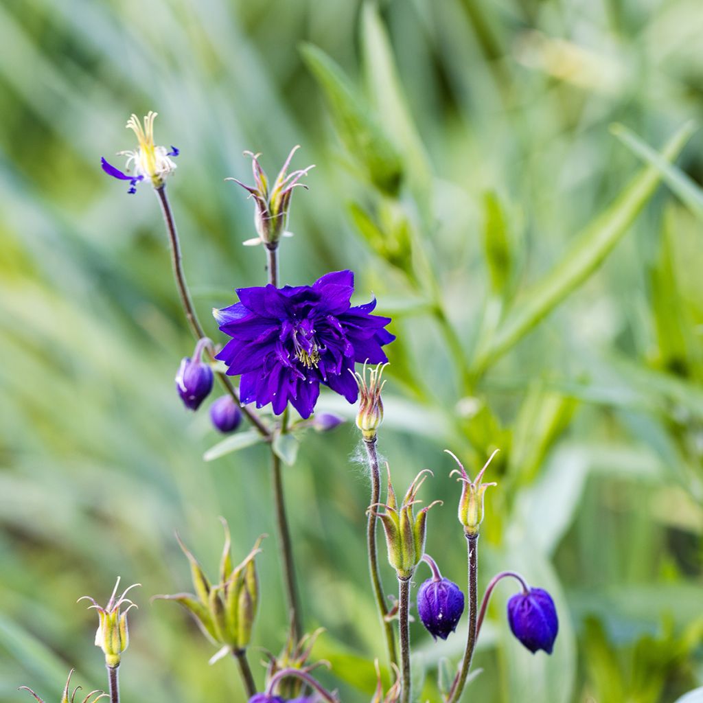 Lehtoakileija Blue Barlow
