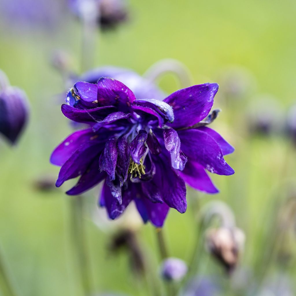 Lehtoakileija Blue Barlow