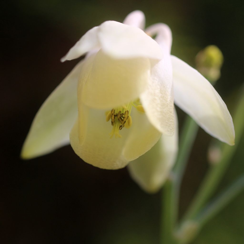 Akileija var. pumila alba