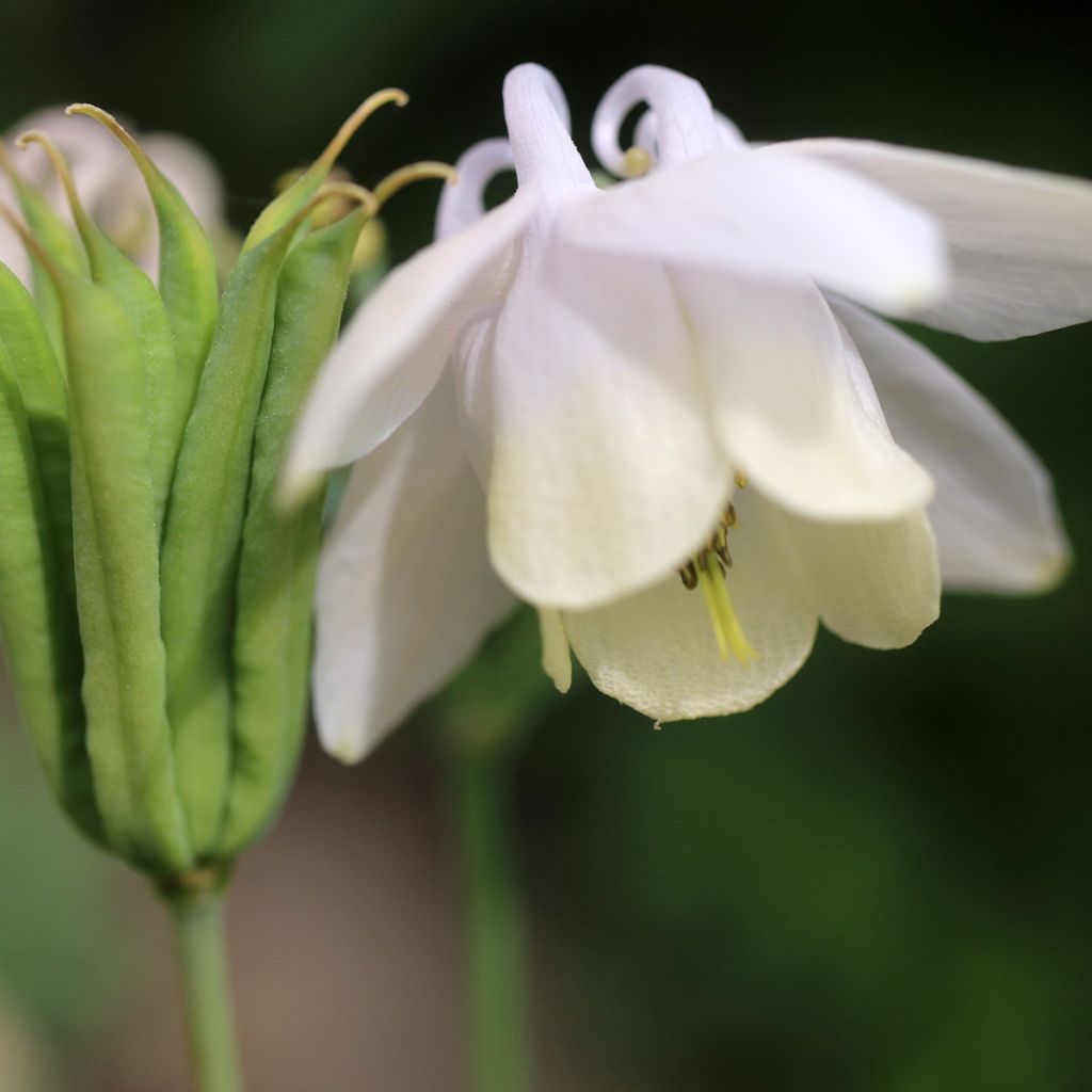 Akileija var. pumila alba