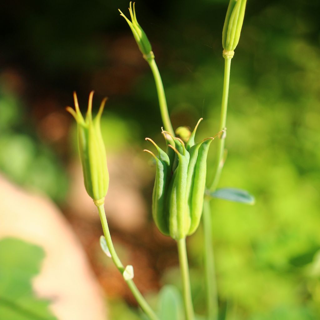Akileija var. pumila alba