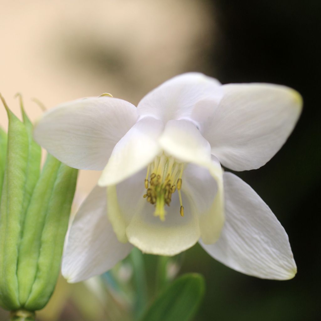 Akileija var. pumila alba