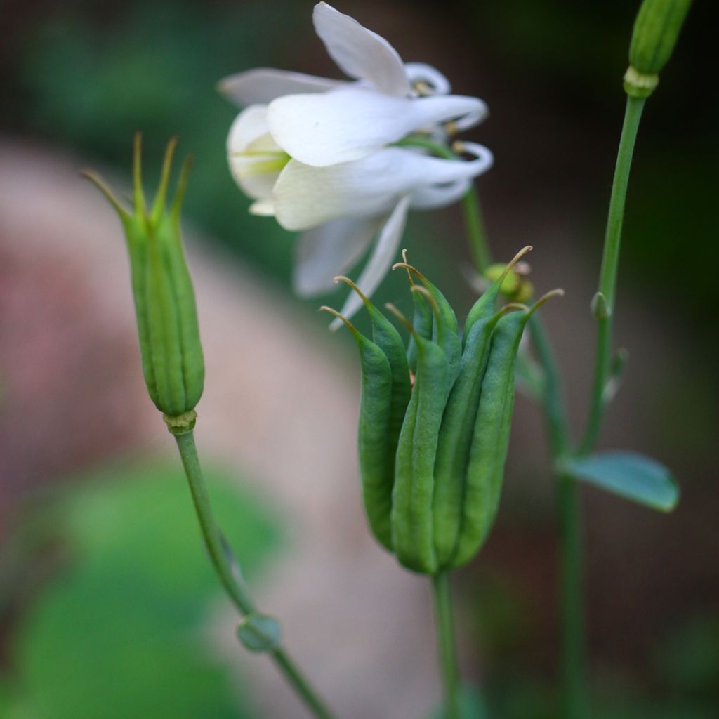 Akileija var. pumila alba