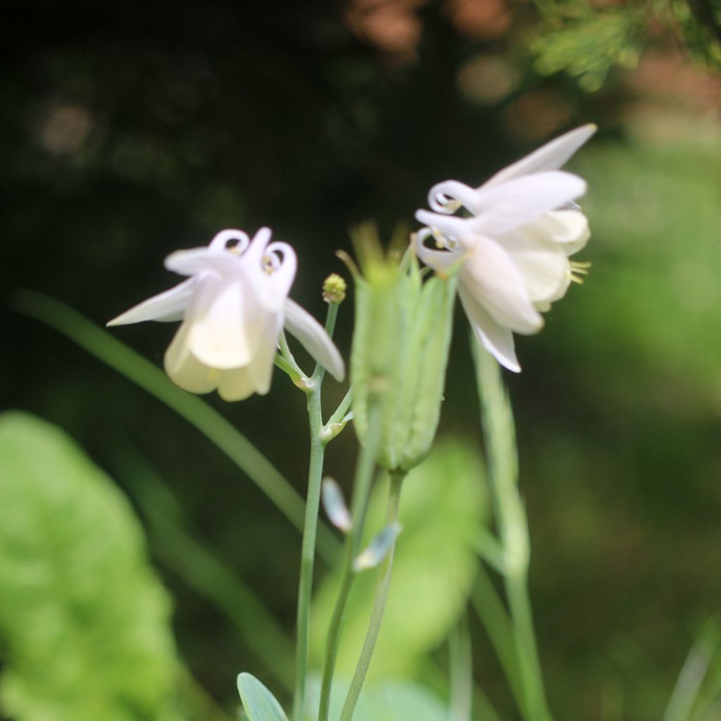 Akileija var. pumila alba