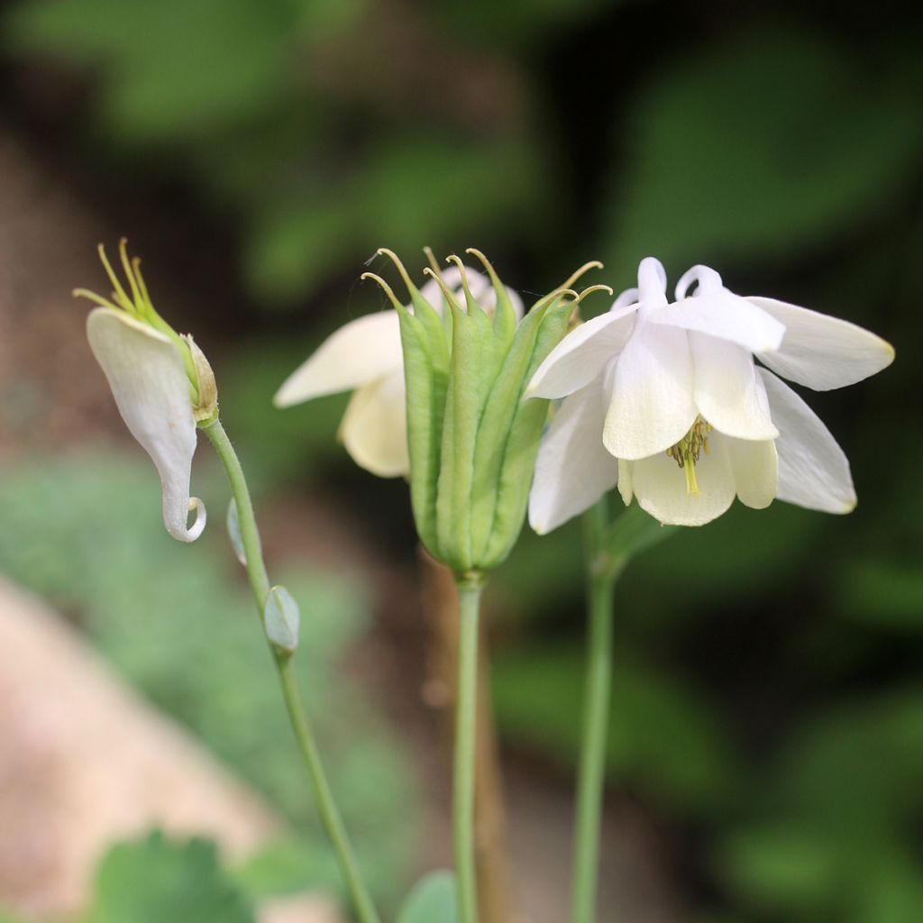 Akileija var. pumila alba