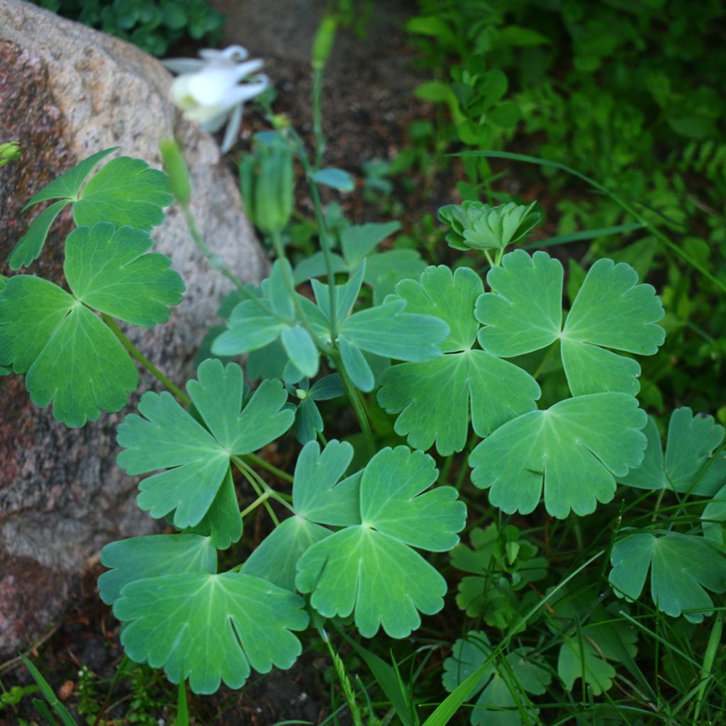 Akileija var. pumila alba