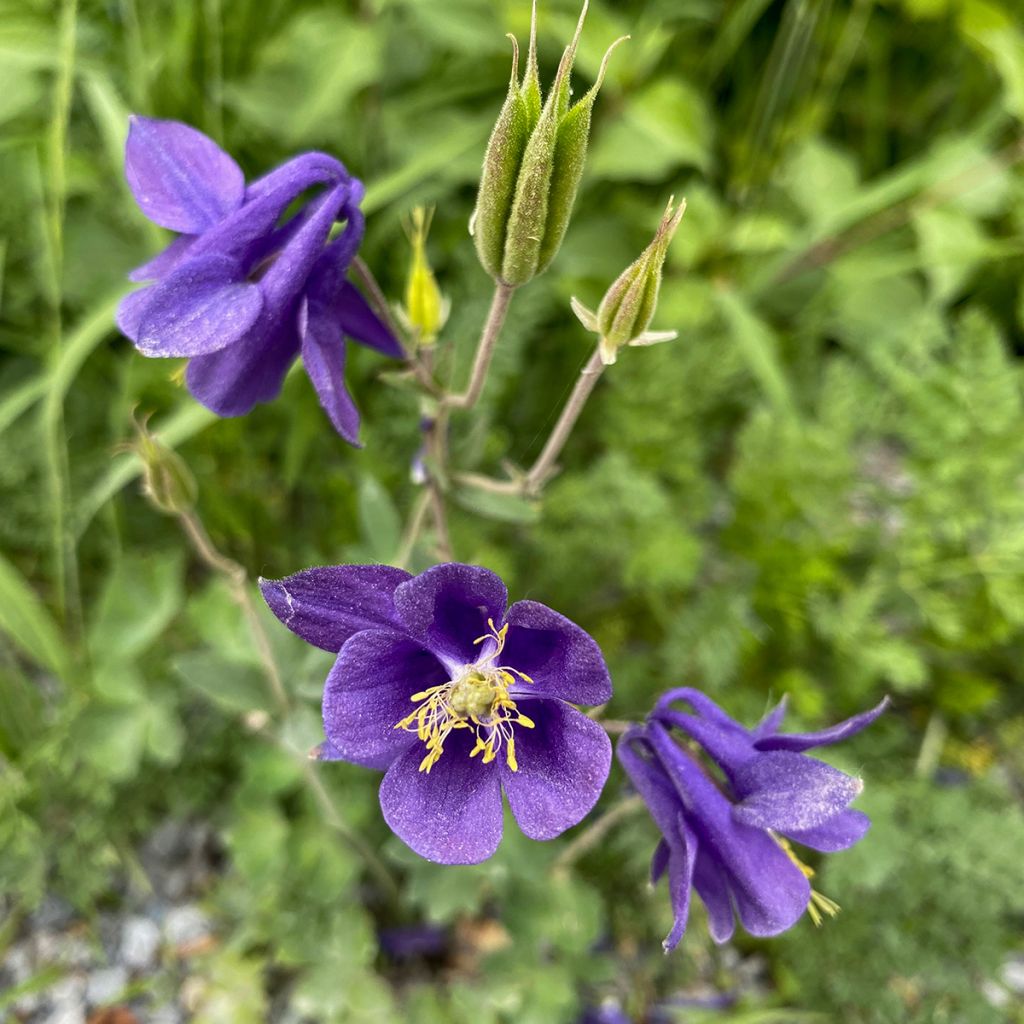 Alppiakileija - Aquilegia alpina