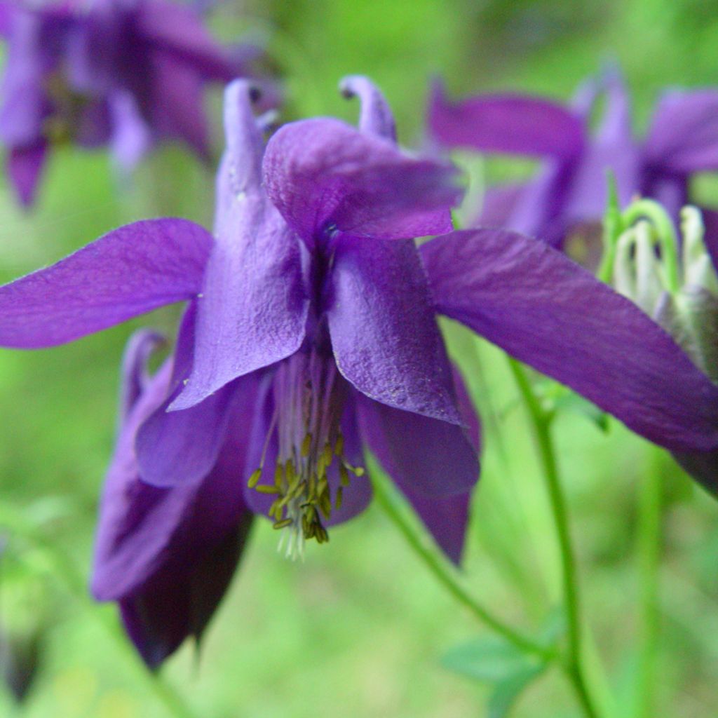 Alppiakileija - Aquilegia alpina