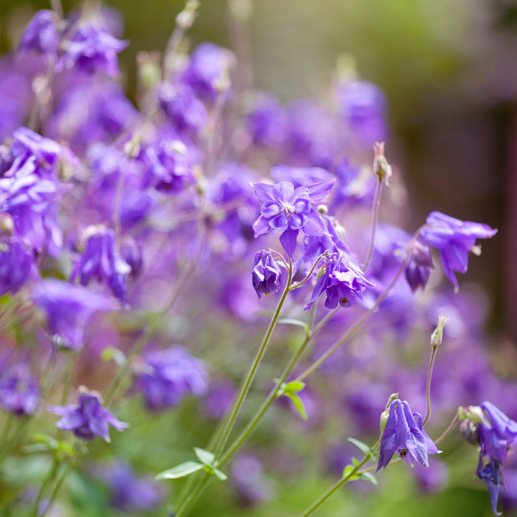 Alppiakileija - Aquilegia alpina