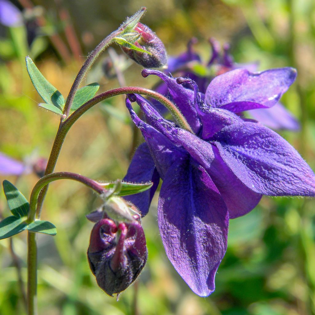 Alppiakileija - Aquilegia alpina