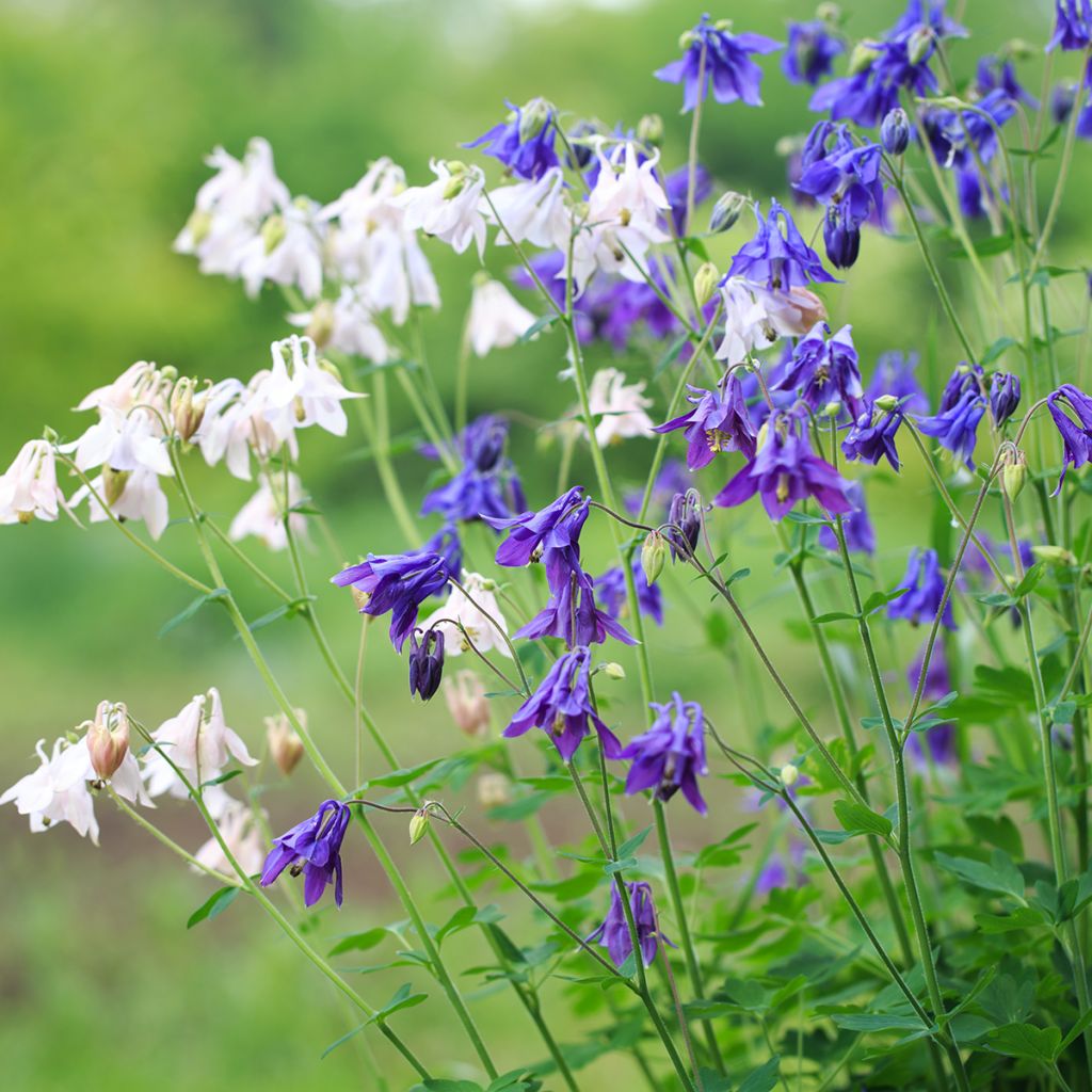 Alppiakileija - Aquilegia alpina