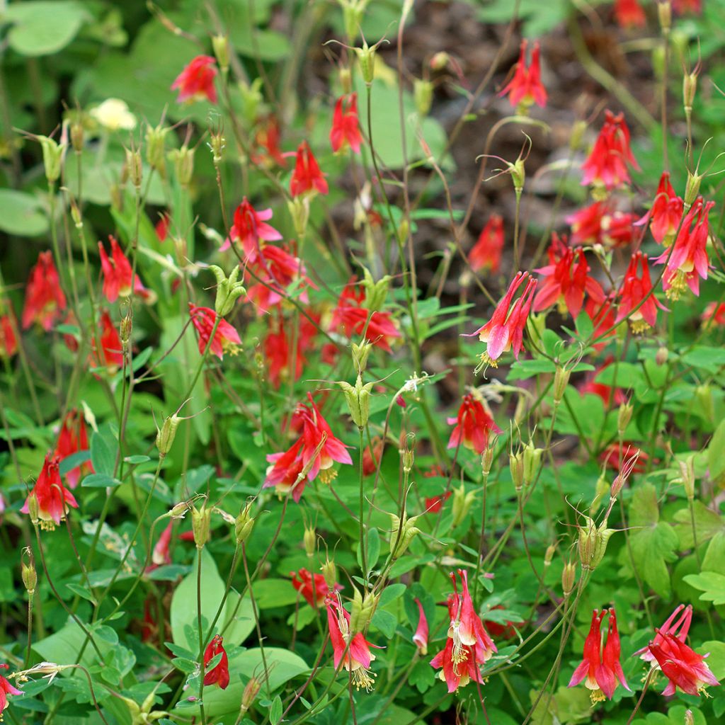 Kanadanakileija - Aquilegia canadensis