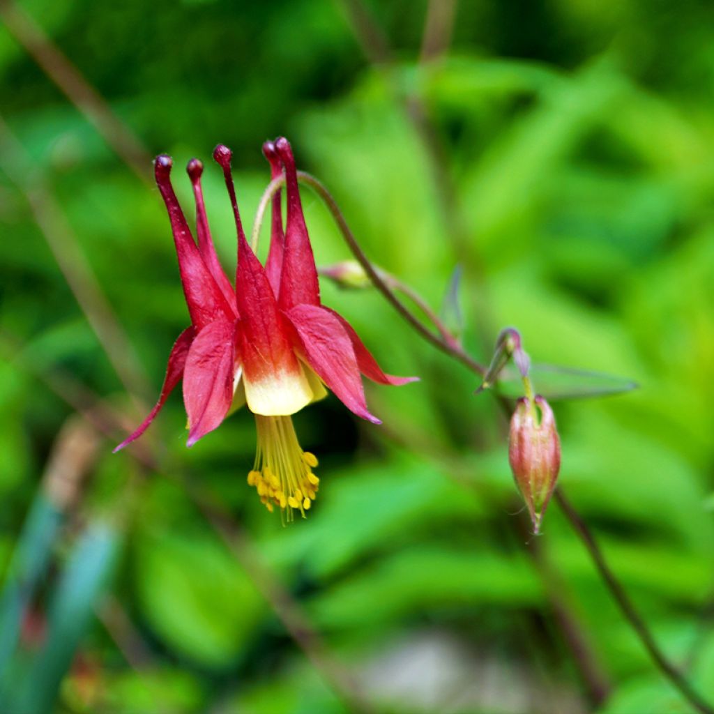 Kanadanakileija - Aquilegia canadensis