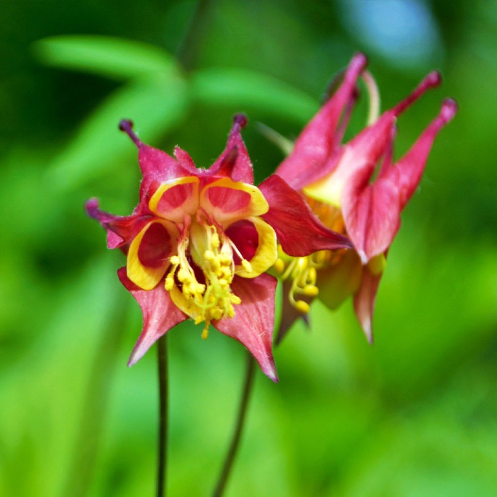 Kanadanakileija - Aquilegia canadensis