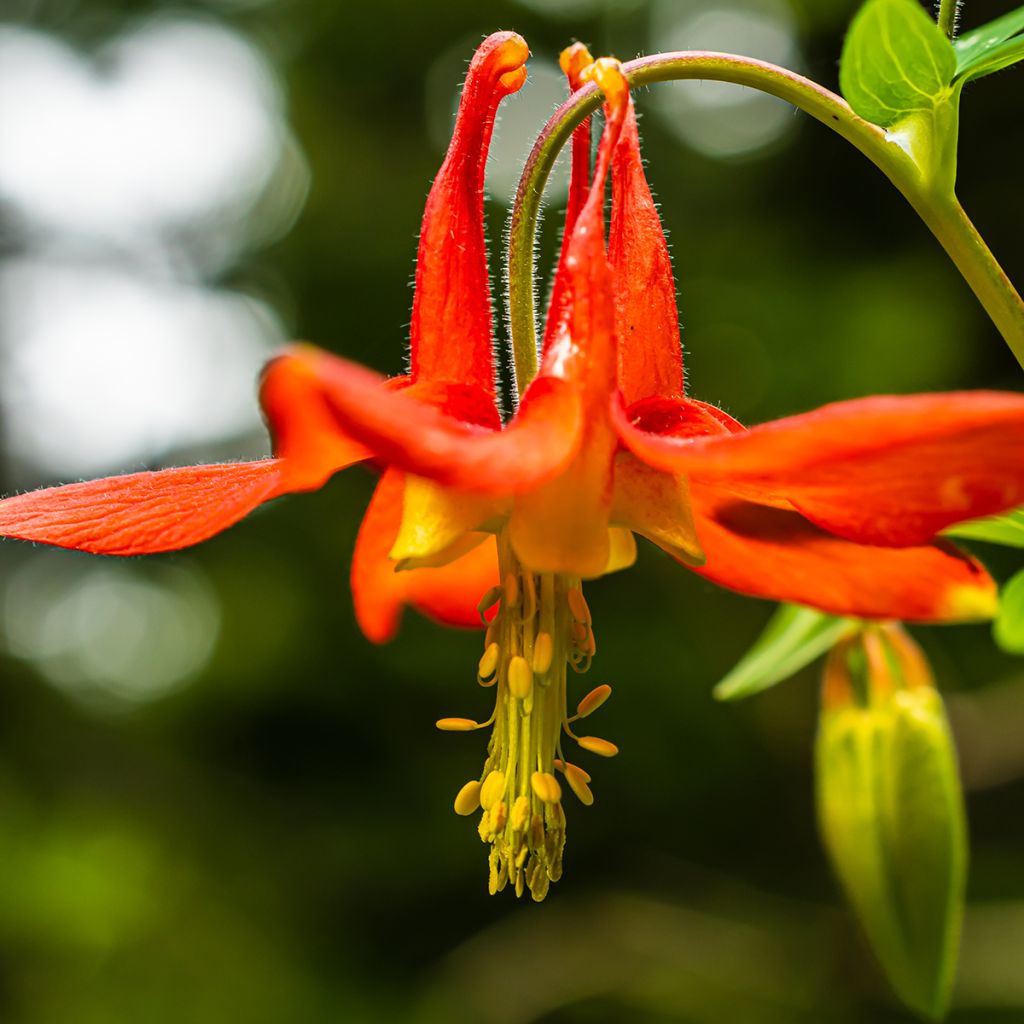 Kanadanakileija - Aquilegia canadensis