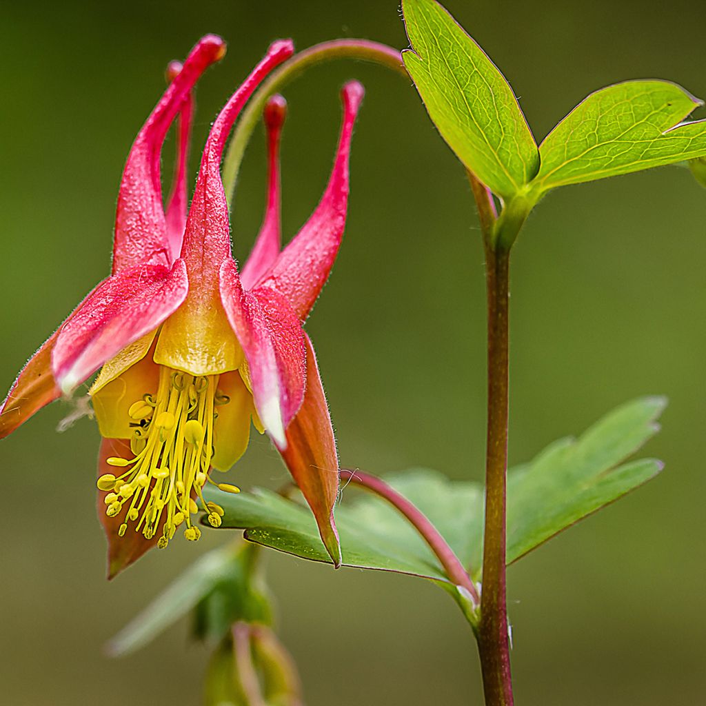 Kanadanakileija - Aquilegia canadensis