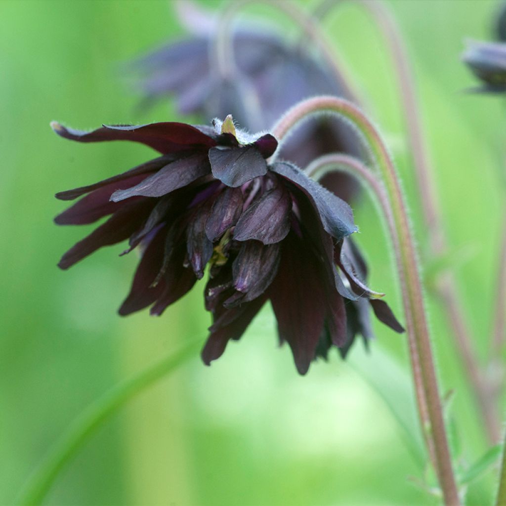 Lehtoakileija var. stellata Black Barlow