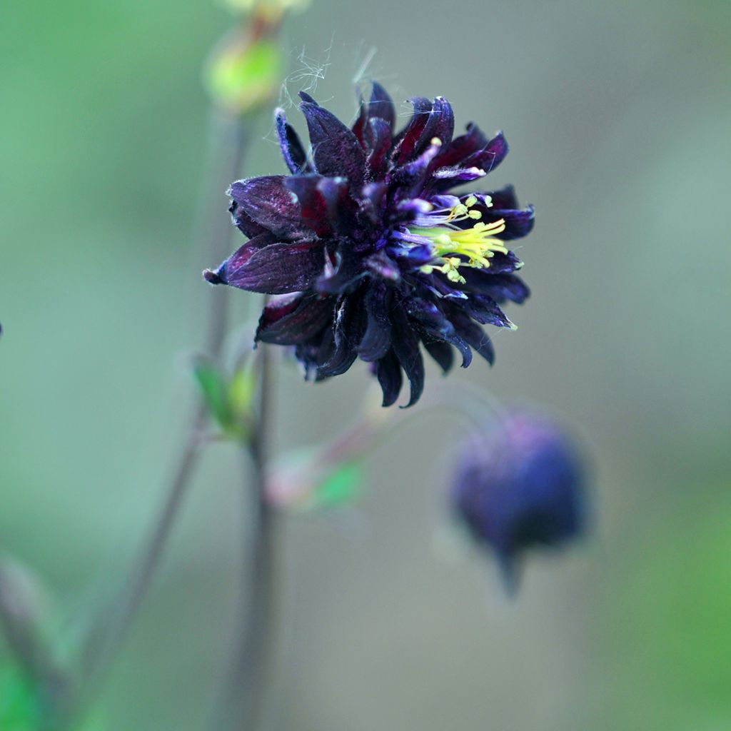 Lehtoakileija var. stellata Black Barlow