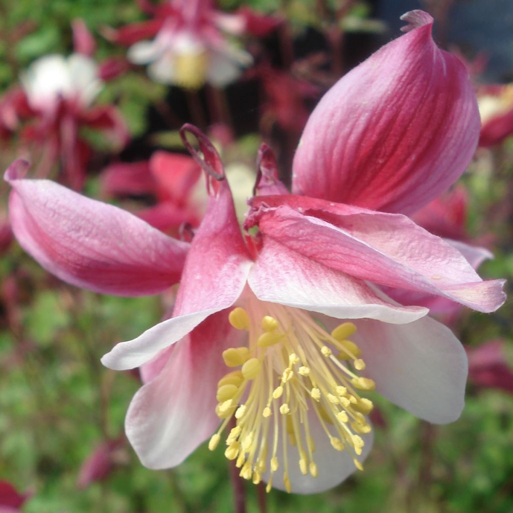 Lehtoakileija Crimson Star
