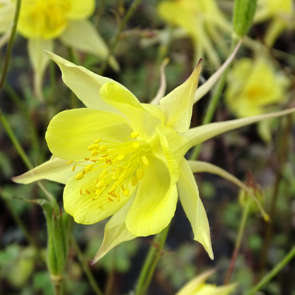 Kulta-akileija Yellow Queen