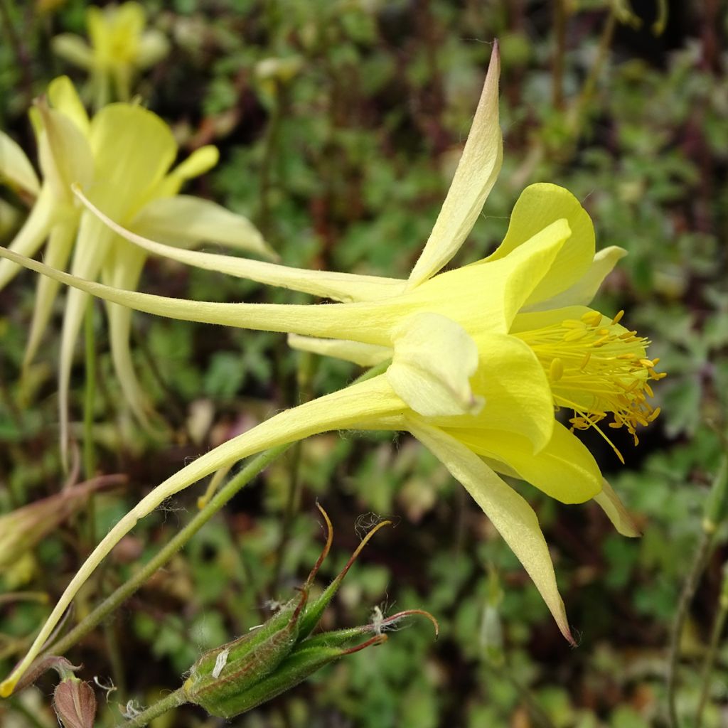 Kulta-akileija Yellow Queen