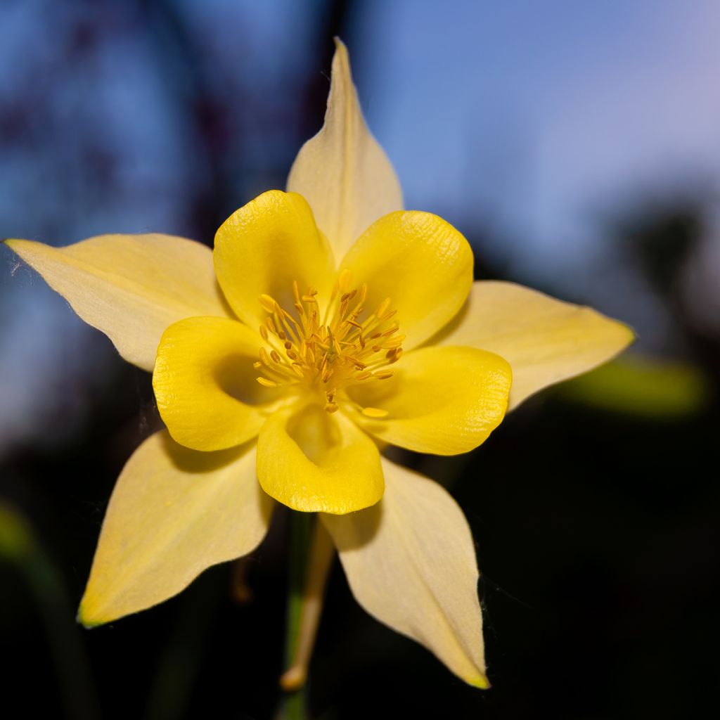 Kulta-akileija Yellow Queen